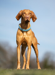 Wall Mural - hungarian vizsla