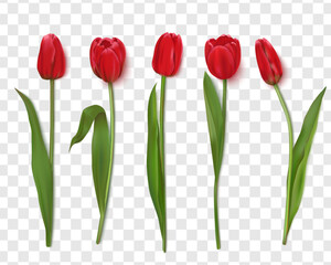 Fototapete - Realistic vector tulips are set on a transparent background.Vector illustration