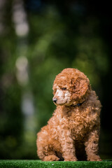 Canvas Print - Beautiful red poodle in the colorful background. Dog in action. standart poodle outside	
