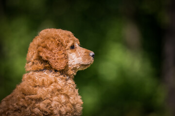 Wall Mural - Beautiful red poodle in the colorful background. Dog in action. Toy poodle outside	