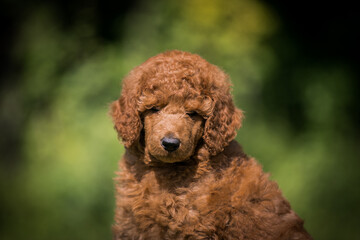 Wall Mural - Beautiful red poodle in the colorful background. Dog in action. standart poodle outside	
