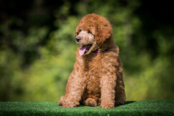 Sticker - Beautiful red poodle in the colorful background. Dog in action. standart poodle outside	
