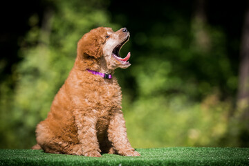 Sticker - Beautiful red poodle in the colorful background. Dog in action. Toy poodle outside	
