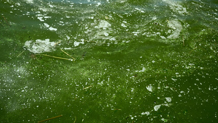 In Black Sea Blue-green algae blooms, water in Odessa has become freshwater and green color. Environmental disaster caused by explosion of Kakhovka Hydroelectric Power Plant dam, Ukraine