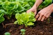Farmer's Hand Planting Young Lettuce Seedlings in Vegetable Garden. AI