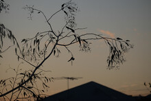 Eucalyptus Tree Silhouette With Urban House Roof And Antenna In Background