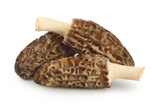 Raw Morel Mushroom Isolated On White Background With Full Depth Of Field