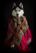 Siberian husky dressed like a native american
