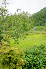 Wall Mural - Landscape with green vegetation - Andalsnes - Norway