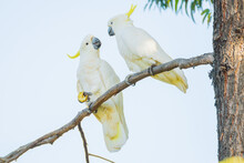 Two Sulphur Crested Cockatoos Sitting On The Branch Of A Gumtree