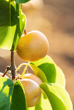 Ripe Nashi Pears Hanging Amongst Green Leaves On A Fruit Tree