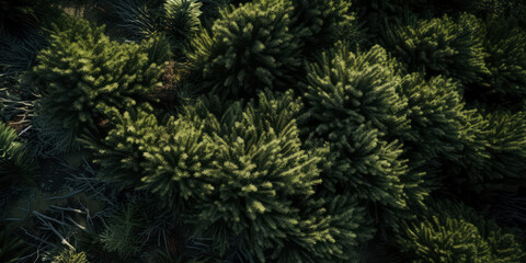 Evergreen trees leaf texture. Dark green branches.Nature forest background.For,  coniferous wallpaper. Generative ai