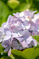 Wall Mural - Beautiful hydrangea flower in a natural garden in sunny day.