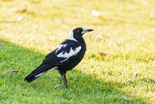 An Australian Magpie Standing On Grass