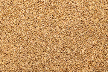 Wall Mural - Hulled oats, dried and husked common oat grains, from above. Avena sativa, a cereal grain, suitable for human consumption as oatmeal or rolled oats, most used as livestock feed. Background food photo.