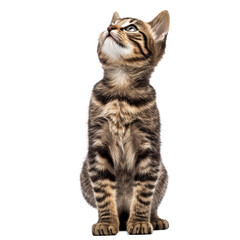 cat  isolated on transparent background cutout 