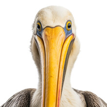 Pelican Face Shot , Isolated On Transparent Background Cutout
