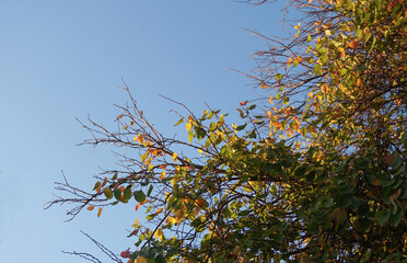 Canvas Print - A tree with yellow leaves