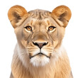 female lion face shot , isolated on transparent background cutout 
