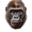 gorilla face shot isolated on transparent background cutout