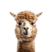 Alpaca Face Shot , Isolated On Transparent Background Cutout