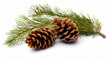 Spruce Tree Branch And Cones