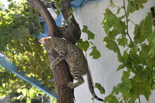Kitten Climbing Up The Tree, Independent Cute Kitten With Peaceful Tree, Looking Down The Ground