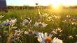 bee and butterfly on wild field floral sunny field meadow ,daisies, cornflowers,lavender ,poppy flowers and old village on horison at summer morning ,sunset sky,generated ai