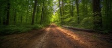 Road In The Woods, Generative AI 