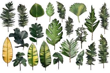 Poster - Set of tropical leaves illustration on a transparent background. Generative AI.