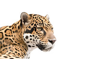Leopard  Isolated On Transparent Background. Close Up Portrait Of A Leopard. Dangerous Predator. PNG