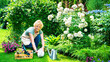 Hobby for seniors in retirement. An elderly woman is caring her flower garden with her pet domestic rabbit. Playing with a cute bunny on a lawn.  Portrait of a senior lady with a white rabbit.