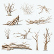 Driftwood vector set isolated on white