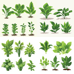 Wall Mural - Green leaves hosta vector set isolated on white
