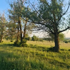 A grassy field with trees