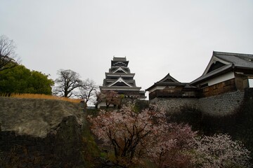 Wall Mural - Kumamoto Castle and cherry trees in the rain