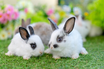 Wall Mural - adorable baby white rabbit with black ears and eyes sitting on green grass in home garden with natural blurred background, young fluffy Easter bunny little pet playing at daisy lawn park