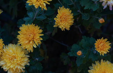 Wall Mural - Yellow daisy in the garden