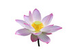 Closeup of  a Pink lotus flower PNG