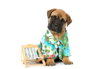 Wall Mural - tourist puppy bullmastiff in beach theme isolated on white background 