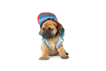 Wall Mural - puppy with a retro-style denim jacket on a white background 