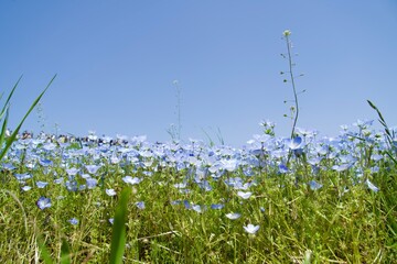 Poster - A field of nemophila from a plant's point of view