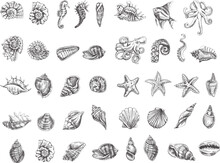 Seashells, Octopus, Fish, Starfish, Seahorses, Ammonite Vector Set. Hand Drawn Sketch Illustration. Collection Of Realistic Sketches Of Various  Ocean Creatures Isolated On White Background.