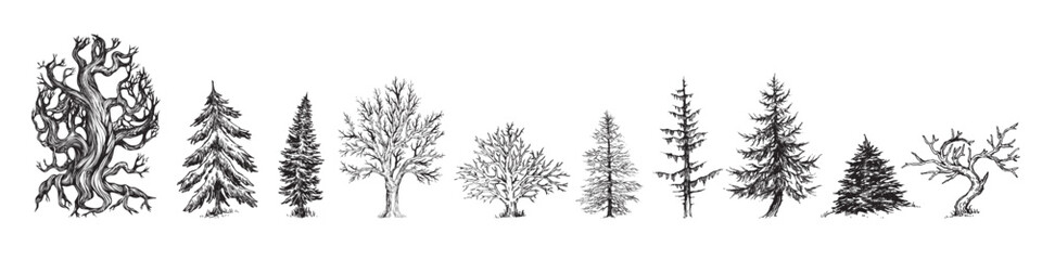 hand drawn tree illustration, pine tree, forest drawing, graphic illustration, forest design element