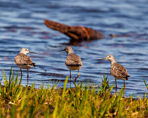 Wall Mural - Common Sandpiper Photo and Image.  Sandpiper birds close-up rear view by the water and foraging for food in a marsh environment and habitat.