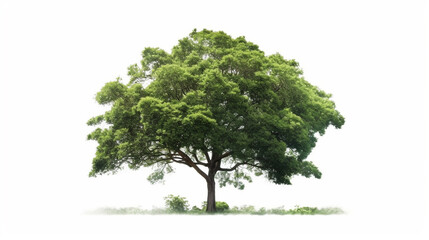 big tree isolate on white background