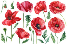 Set Flowers Red Poppies, Bud, Leaf On White Background, Botanical Hand Painted Watercolor Clipart, Flora Design Elements