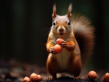 Close-Up Of Squirrel With Nut - AI Generated