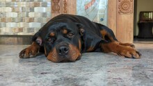 Closeup Of An Adult Black Rottweiler Pet Dog Lying Down Queitly On The Verandah Floor, Trying To Take A Nap On A Summer Afternoon 
