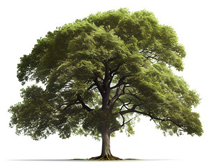 Wall Mural - big tree on transparent background